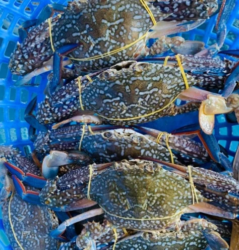 Ghẹ sống 7-8 con/kg