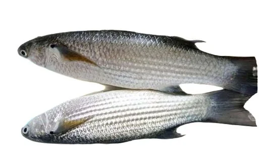 Cá đối làm sạch 24-30con/kg