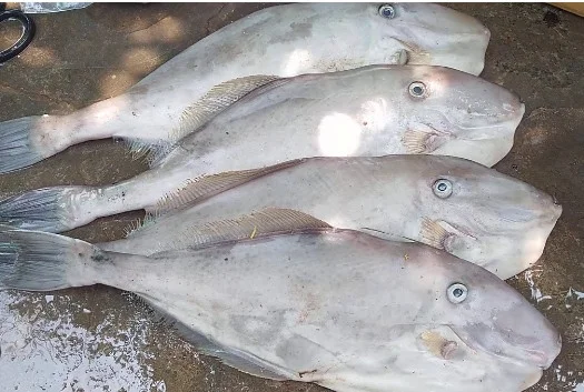 Cá bò