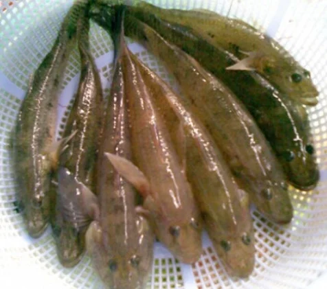 Cá bống dừa
