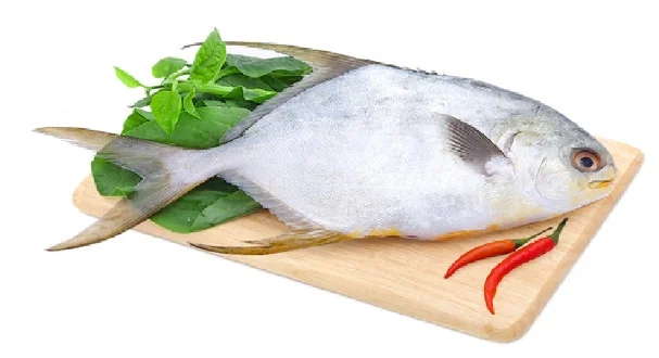 Cá chim sống 700-800gr