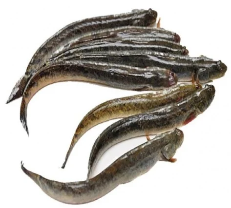 Cá Kèo sống 75-90 con