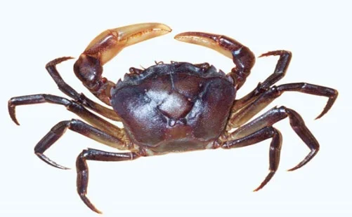 Cua đồng sống