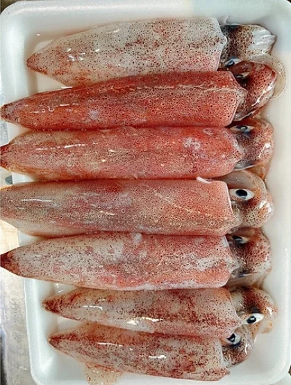 Mực ống nguyên con 8-10 con/kg