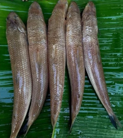 Cá mối làm sạch 8-9 con/kg