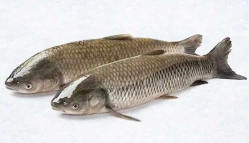 Cá trắm