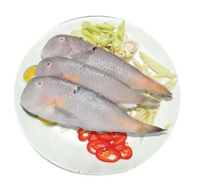 Cá mó lớn làm sạch 15-18 con/kg
