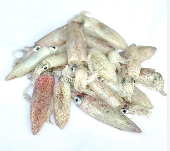 Mực sữa