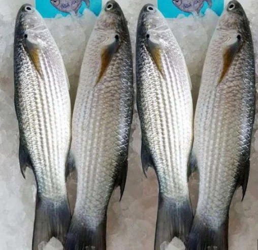 Cá đối làm sạch 5-6con/kg