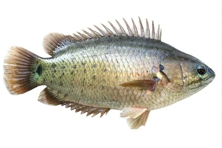 Cá rô đồng sống 7-8con/kg