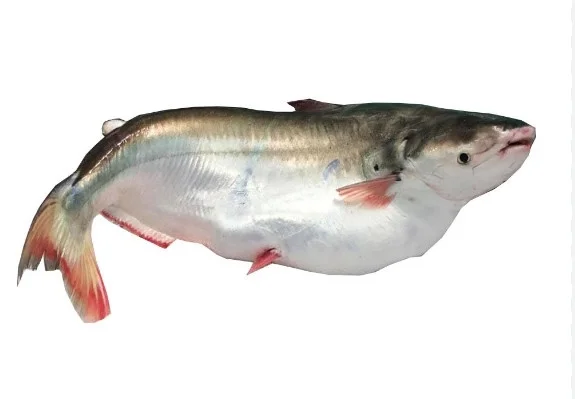 Cá bông lau sống 1-1.5kg/ con