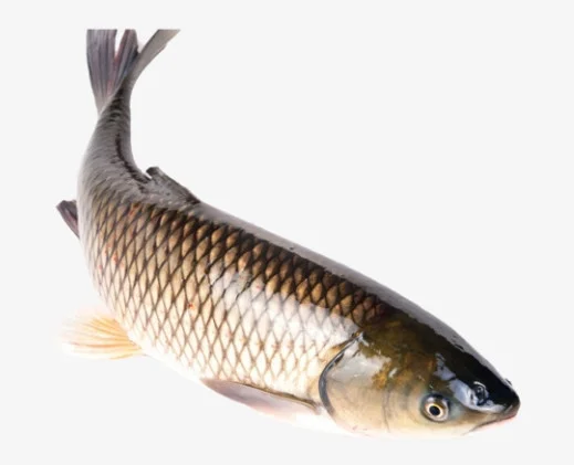 Cá trắm cỏ làm sạch 2-2.5kg/con