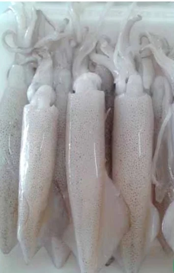 Mực ống nguyên con 7-8con/kg