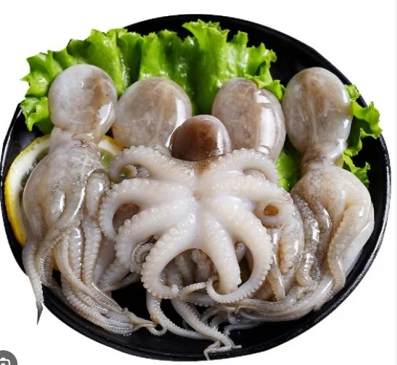 Bạch tuộc 10-12 con/kg