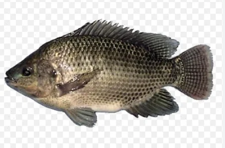 Cá rô phi