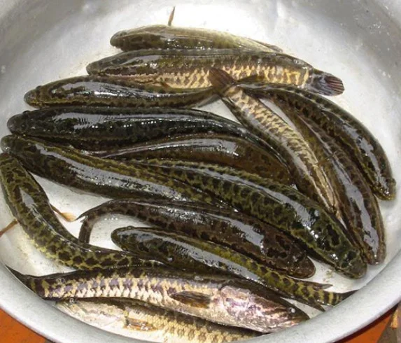 Cá lóc bông sống 0,8-1kg/con