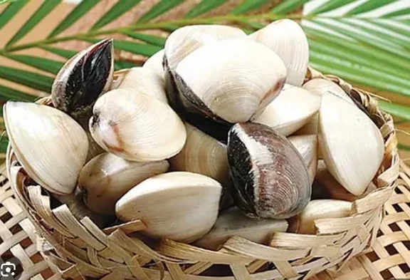 Nghêu lớn 30-40 con