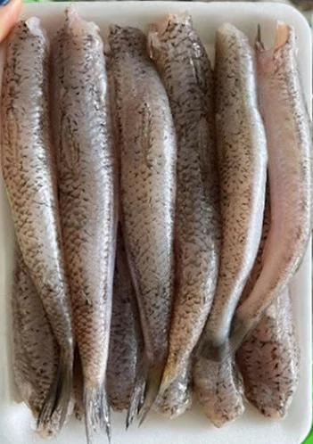 Cá Bống biển làm sạch