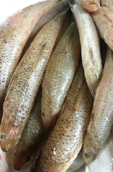 Cá mối