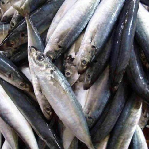 Cá Nục nguyên con 10-12con/Kg