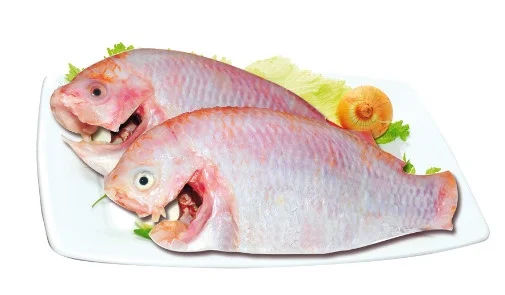 Cá diêu hồng
