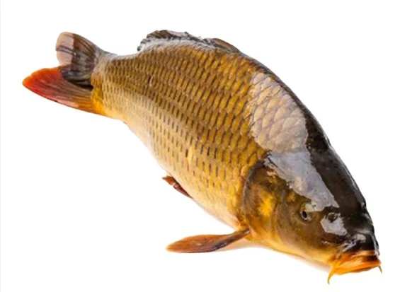 Cá chép làm sạch 0,8-1kg/con