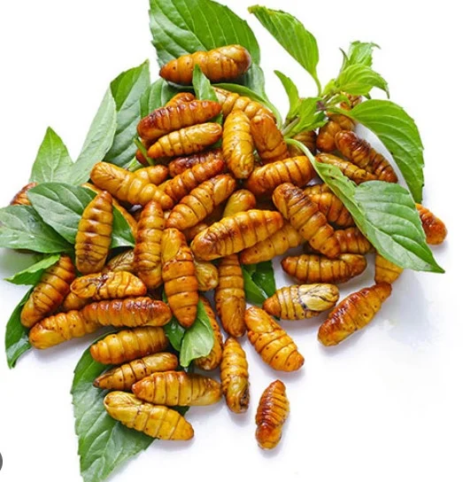 Con nhộng tằm