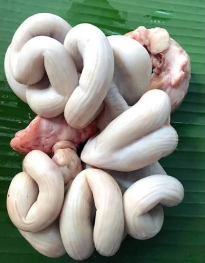Dồi trường