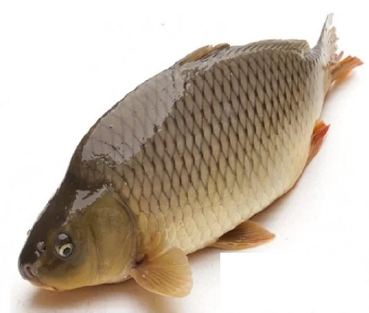 Cá chép giòn nguyên con 2-3 kg/ con