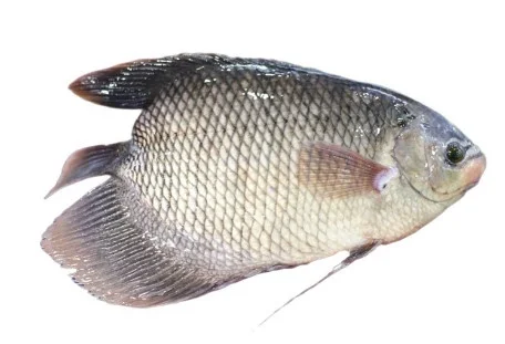 Cá tai tượng sống 1-1.5con/kg