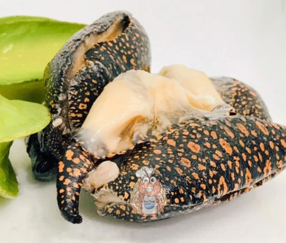 Thịt ốc giác