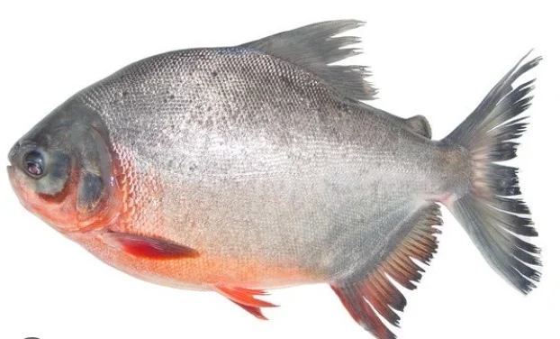 Cá chim nuôi không đầu 350-500gr/con