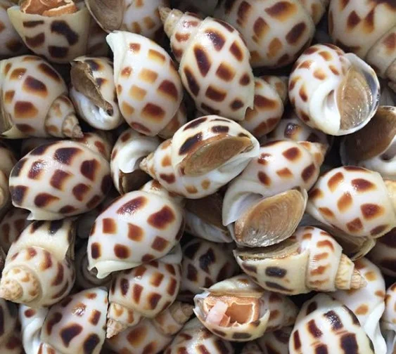 Ốc hương 40-50 con/ kg