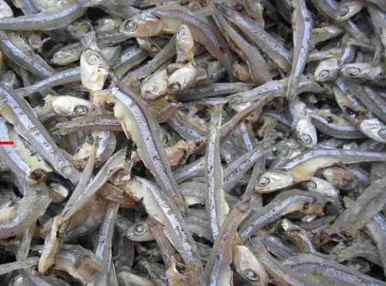 Khô cá cơm con nhỏ, có đầu, không tẩm ướp