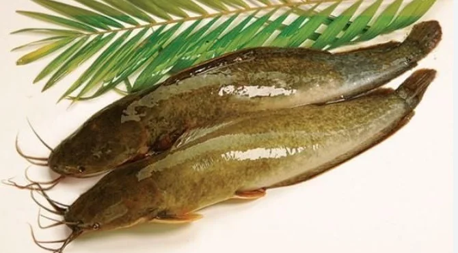 Cá trê sống 350-500gr/con