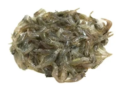 Tép đồng nhỏ