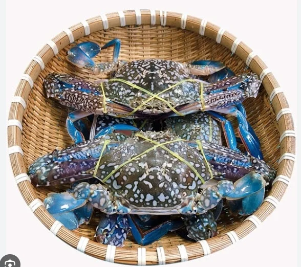 Ghẹ sống 7-8 con/kg