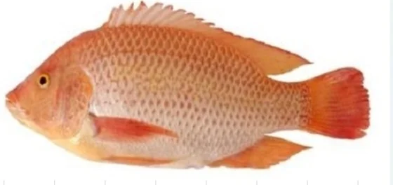 Cá diêu hồng làm sạch không đầu 1-1.2KG/con