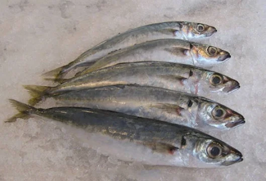 Cá nục làm sạch 8-9 con/kg đặc biệt