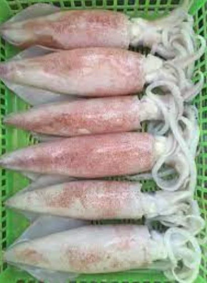 Mực ống không đầu 30-35con/kg