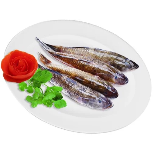 Cá bống cát