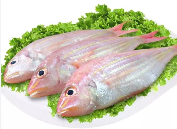 Cá hường nguyên con 6-8con
