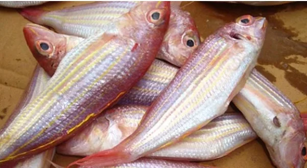 Cá hường nguyên con 8-9ccon