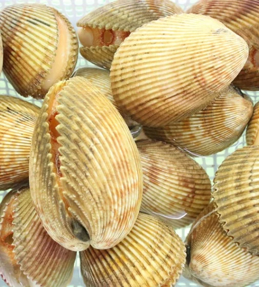 Sò dương