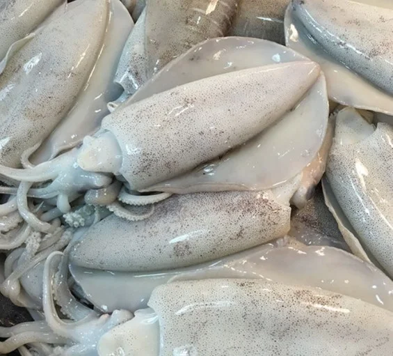 Mực lá 4-5con/kg
