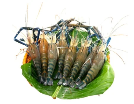 Tôm càng xanh sống 15-16 con/kg