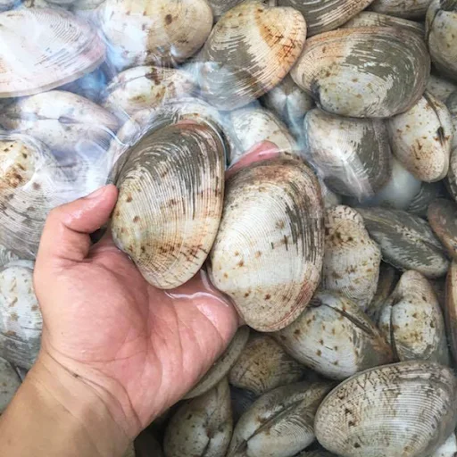 Nghêu 2 cồi