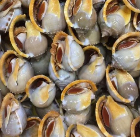 Sò tỏi