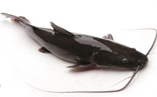 Cá lăng sống 1-1.5kg/con