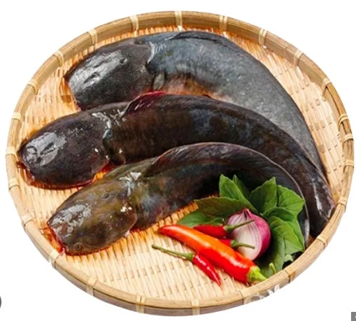 Cá trê không đầu 3-4 con/kg